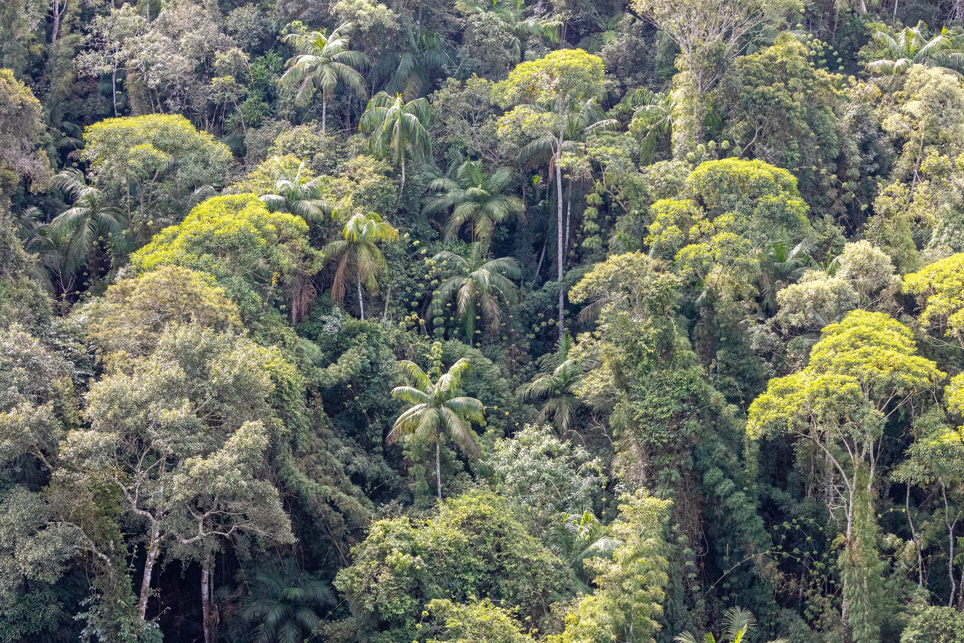 A dense, variegated canopy of tropical rainforest trees, including several tall palms, under bright sunlight.