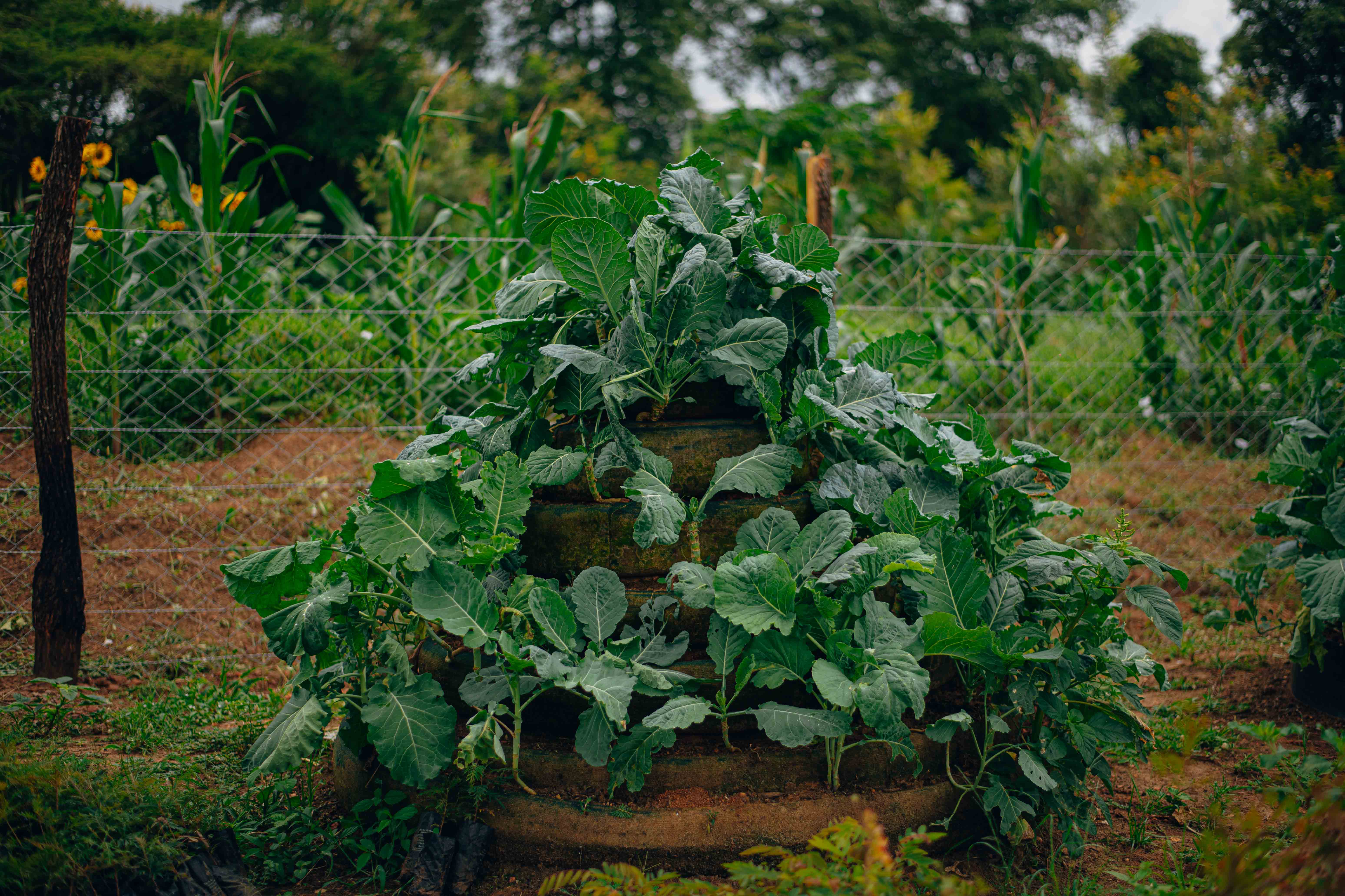 Large, leafy green vegetables growing in a tiered garden planter outdoors.