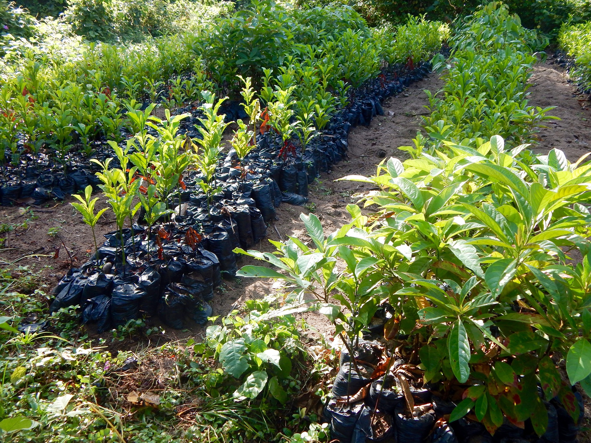 Rows of young green plant seedlings growing in black plastic nursery bags.